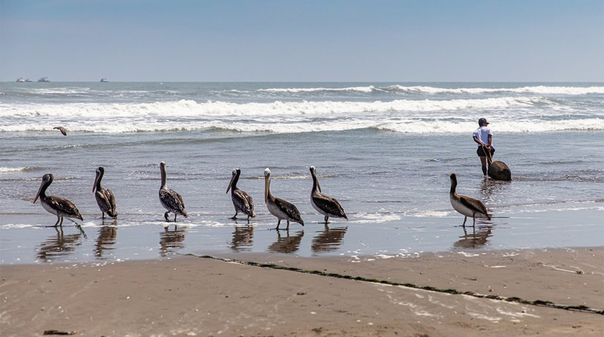 Pelícanos en la orilla de una playa del norte de Piura